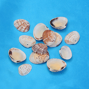 87237 Natural Cowrie Shell FOR JEWELLERY/DECORATION 25mm//10Pcs/ PINK COLOR, ,Material , (0 0) ()