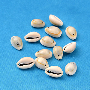 87239 Natural Cowrie Shell  FOR JEWELLERY/DECORATION 18X12mm/50Pcs/   Natural COLOR,   ,Material SEA SHELL,SUMMER,BEADS (4 0) ()