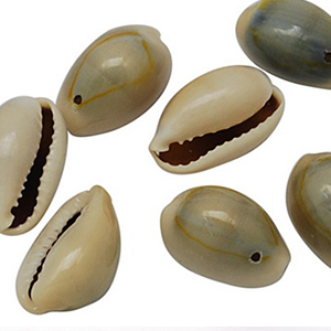 87240 Natural Cowrie Shell FOR JEWELLERY/DECORATION 20mm/50Pcs/ Natural COLOR, ,Material SEA SHELL,SUMMER,BEADS (0 0) ()