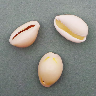 CH42934 Natural Cowrie Shell  FOR JEWELLERY/DECORATION 16X12mm/50Pcs/   NATURAL COLOR,   ,Material SEA SHELL,SUMMER,BEADS (0 0) ()