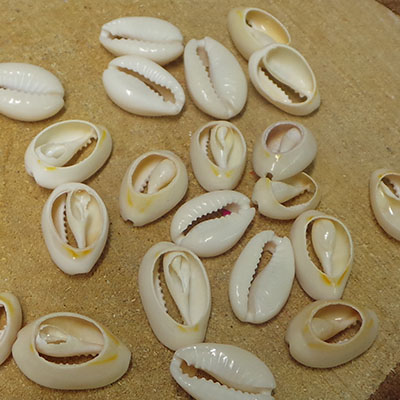 CH52617 NATURAL COWRIE SHELL ,FOR JEWELERY/DECORATION 18X13MM/30PCS/ NATURAL COLOR, ,MATERIAL SEA SHELL,SUMMER, (-2 0) ()